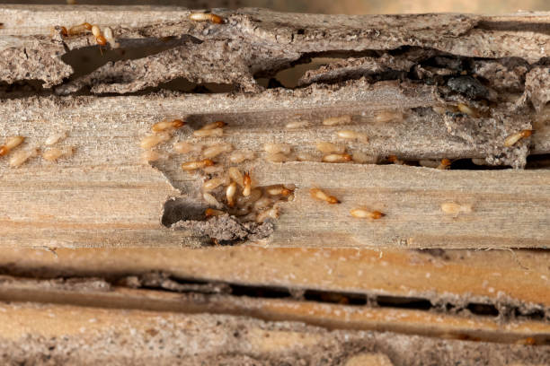 Trusted Jacksonville, AR Pest Control Experts